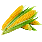 Кукуруза