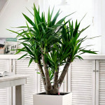 Декоративные растения