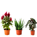 Кімнатні рослини