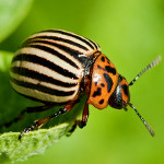 Инсектицид