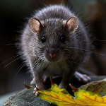 Родентицид