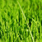 Газонная трава