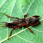 Средства от насекомых