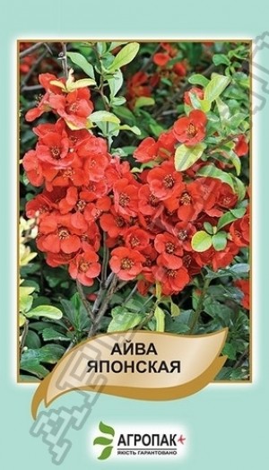 Айва японська 20нас