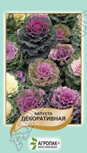 Капуста декоративна 50нас