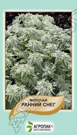 Молочай Ранній сніг 20нас