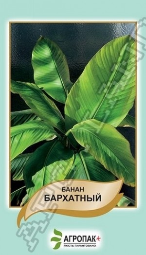 Банан бархатний 5 нас