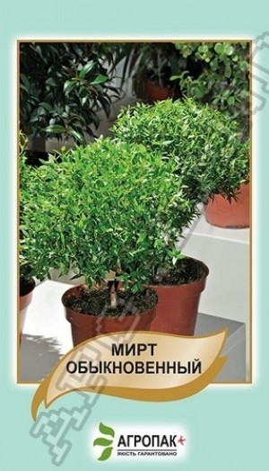 Мирт звичайний 20 нас