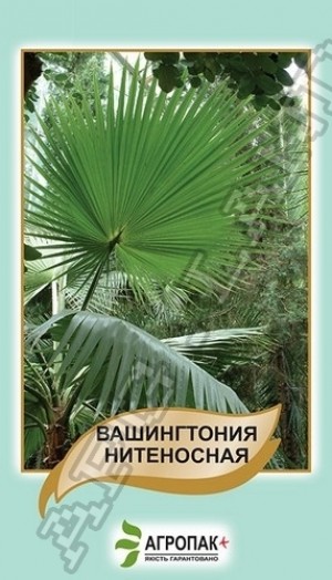 Пальма Вашингтонія 5 нас