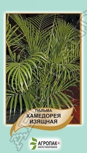 Пальма Хамедорея 5 нас