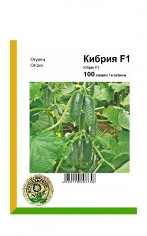 Кібрія 100 нас