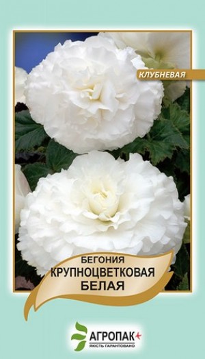 Бегонія великоквіткова біла 20 нас