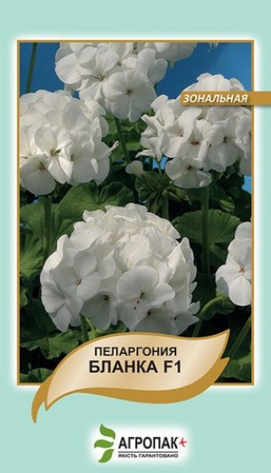 Пеларгонія Бланка 5 нас біла