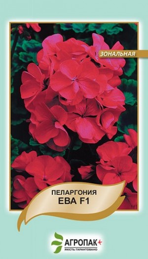 Пеларгонія Єва 5 нас черв.-фіол.