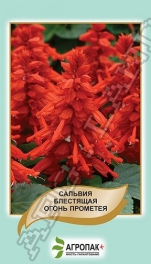 Шавлія Вогонь Прометея 0,2 г