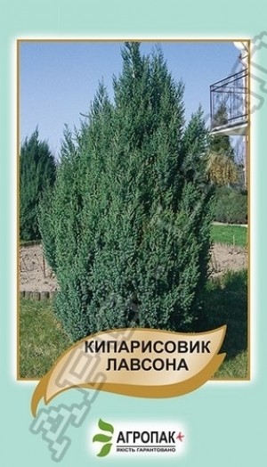 Кипарисовик Лавсона 0.1г