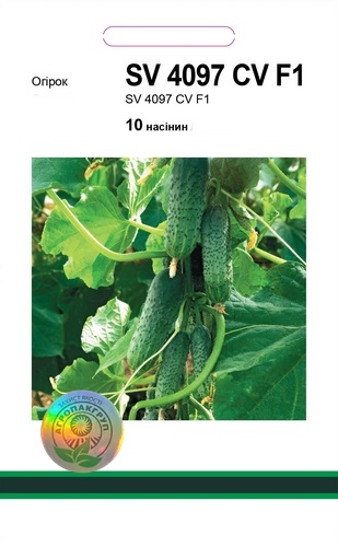 SV 4097 CV F1 10 нас