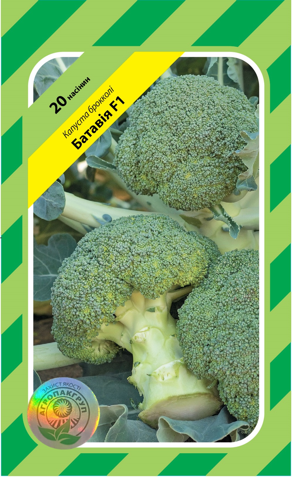 Батавія F1 20 нас