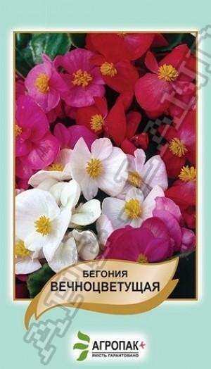 Бегонія вічноквітуча, суміш 0.01г